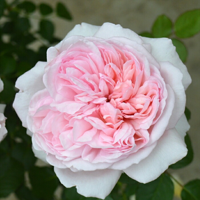 バラ苗 薔薇 さし木苗 イヴ系 切花品種 ネコポス バラ苗 薔薇 さし木苗