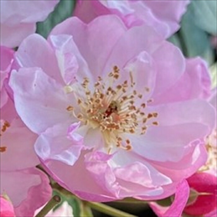 楽天市場】【まもなく締め切り】 予約販売 バラ 苗 バラ 新苗 京阪園芸