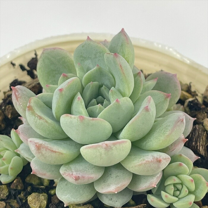 楽天市場】多肉植物 PKSFエケベリア リンゼアナ×hyalina Santo Domingo