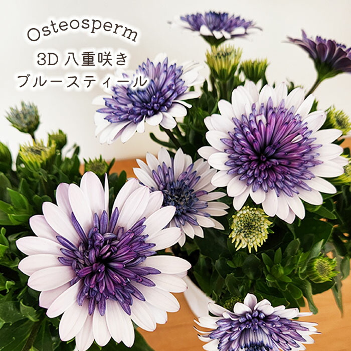 楽天市場】予約販売 オステオスペルマム 苗 3D シルバー 八重咲き 10.5