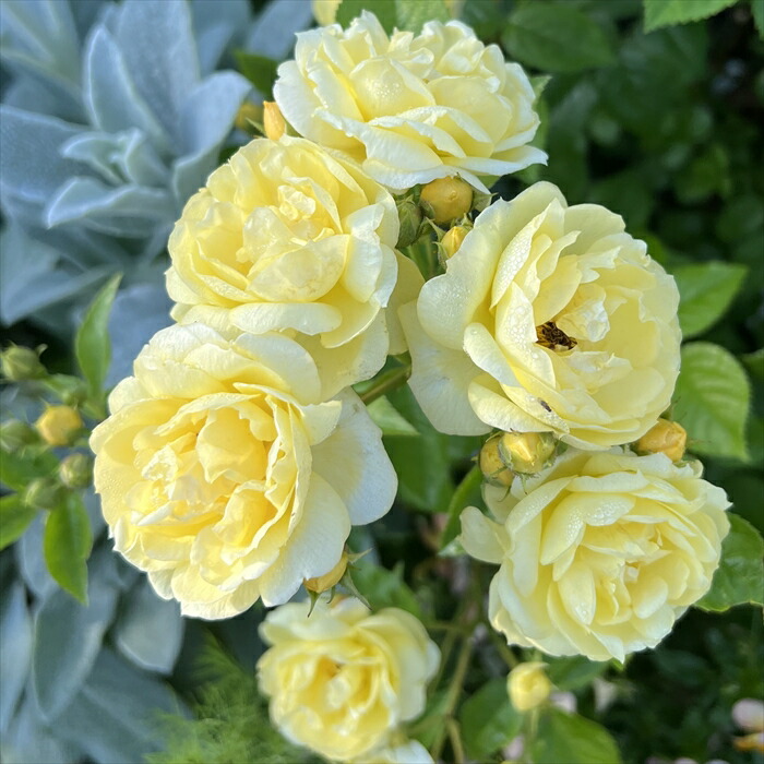 楽天市場】バラ苗【中苗】プチジョワ 国産苗 6号鉢植え品［農林水産省