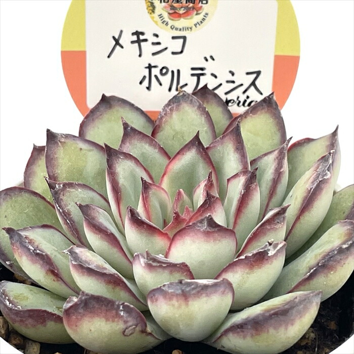 センペルビウム ★ジャイアント  ブラウン★根付き♪希少 楽天市場】多肉植物 sfセンペルビウム ブラウンアイ 7.5cmポット