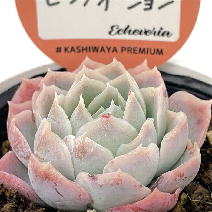 楽天市場】多肉植物 kswエケベリア ケラリアン 柏屋商店さん苗