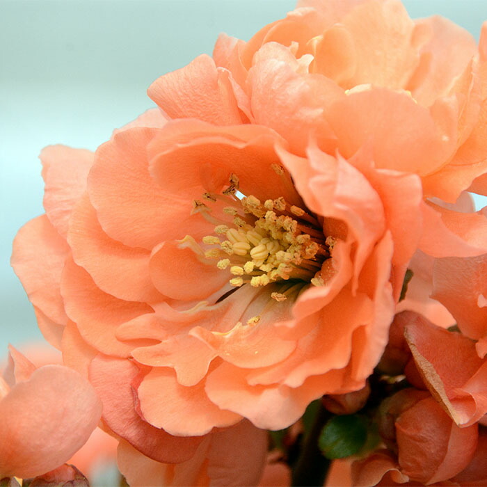 楽天市場】予約販売 木瓜 緋扇 9cmポット 開花予定株 ボケ 花苗 庭木