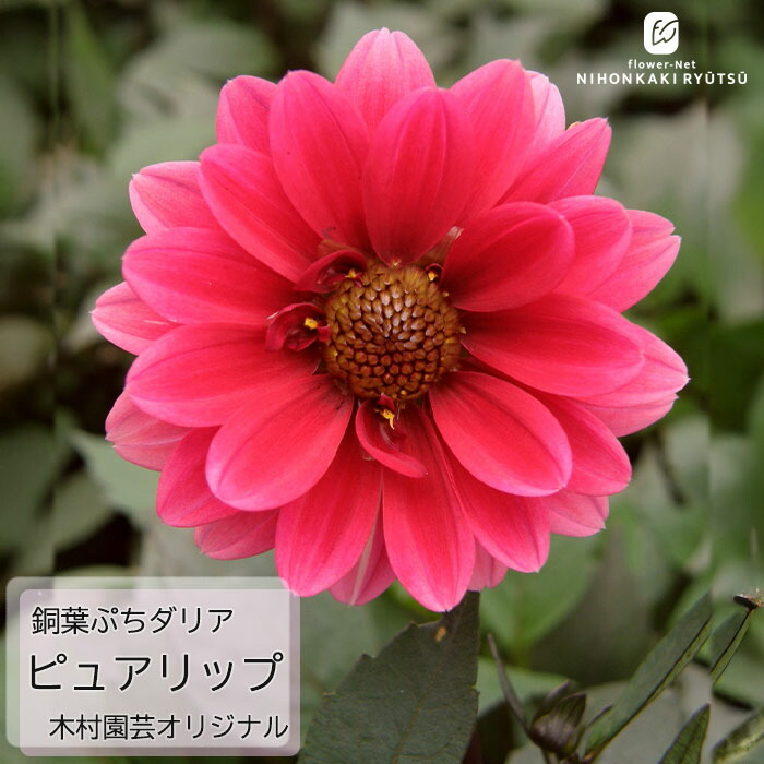 銅葉プチダリア　　フレディー②ポット苗 木村園芸　特定記録付き発送 木村園芸】銅葉プチダリア フレディー ストロベリー ポット苗