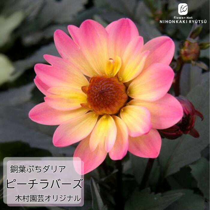 楽天市場】予約販売 ダリア 苗 銅葉ぷちダリア フレディーストロベリー