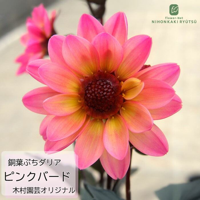 楽天市場】予約販売 ダリア 苗 銅葉ぷちダリア フレディー 10.5