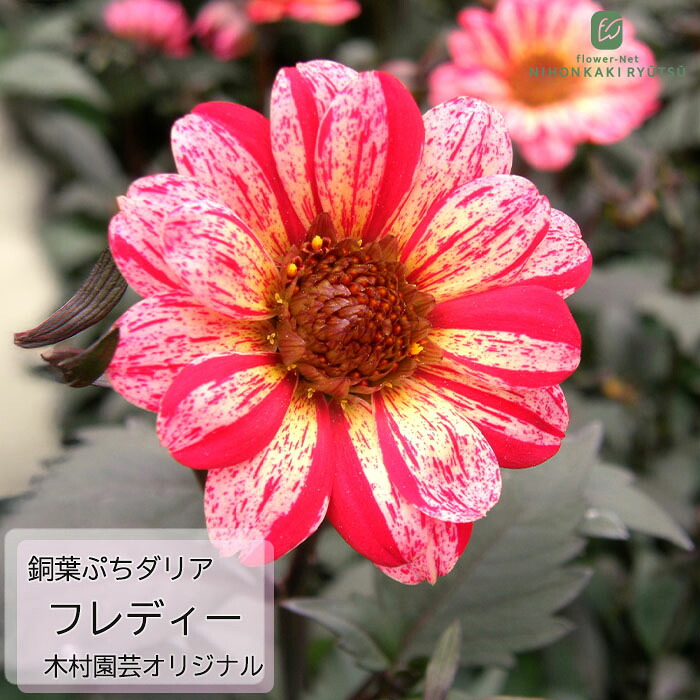 楽天市場】予約販売 ダリア 苗 銅葉ぷちダリア ピーチラバーズ 10.5cm