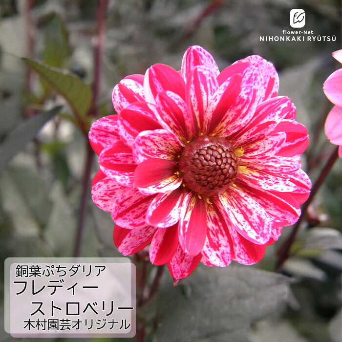 銅葉プチダリア　　ピーチラバーズ②ポット苗木村園芸　特定記録付き発送 楽天市場】予約販売 ダリア 苗 銅葉ぷちダリア ピーチラバーズ 10.5cm