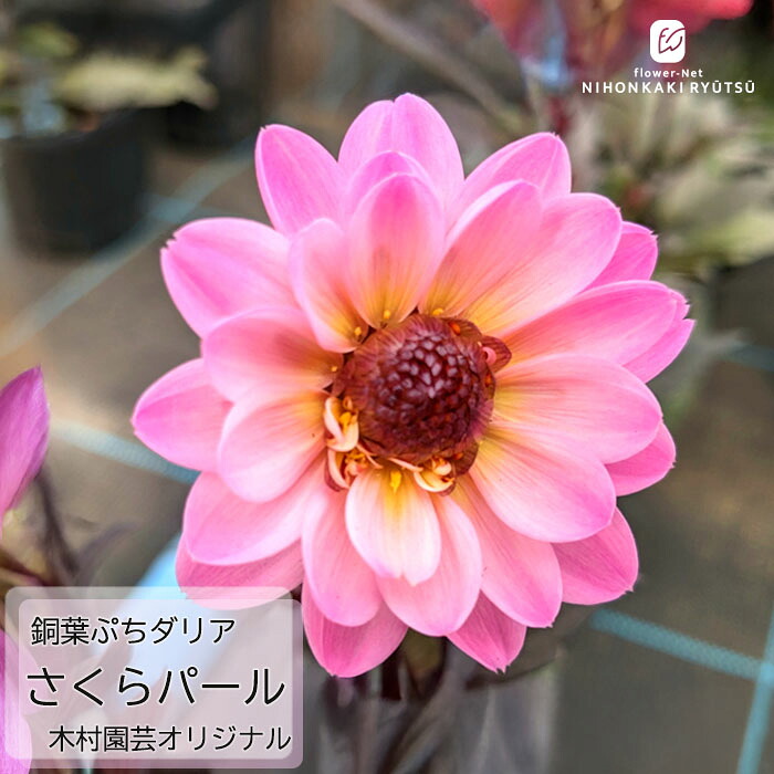 楽天市場】予約販売 ダリア 苗 銅葉ぷちダリア フレディーストロベリー