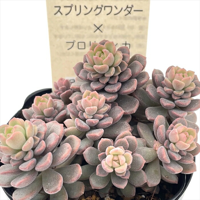 楽天市場】多肉植物 sbエケベリア ピンクローサ 多肉植物