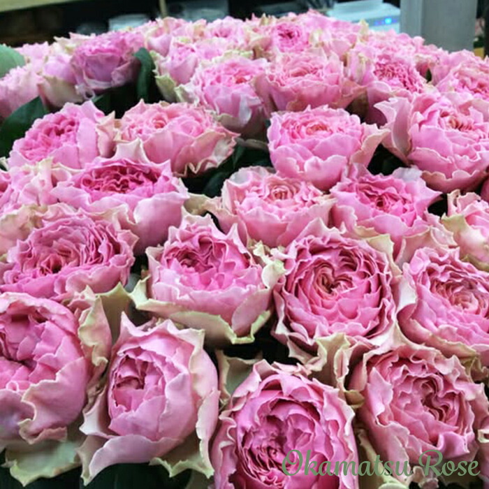 楽天市場】予約販売 バラ 苗 バラ 新苗 禅ローズ 真宙（まそら） 薔薇