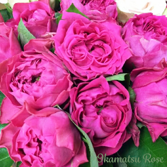 楽天市場】予約販売 バラ苗 バラ新苗 黒潮 契約品種 薔薇 ばら 国産苗