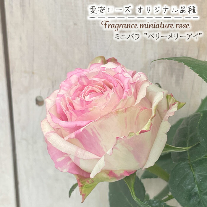 楽天市場】予約販売 ミニバラ さくら 3号ポット バラ 薔薇 バラ