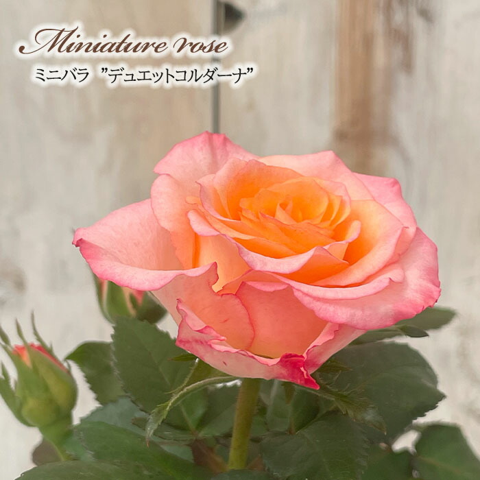 楽天市場】予約販売 ミニバラ さくら 3号ポット バラ 薔薇 バラ