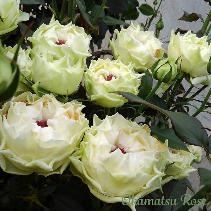 楽天市場】予約販売 バラ苗 バラ新苗 白波 契約品種 薔薇 ばら 国産苗