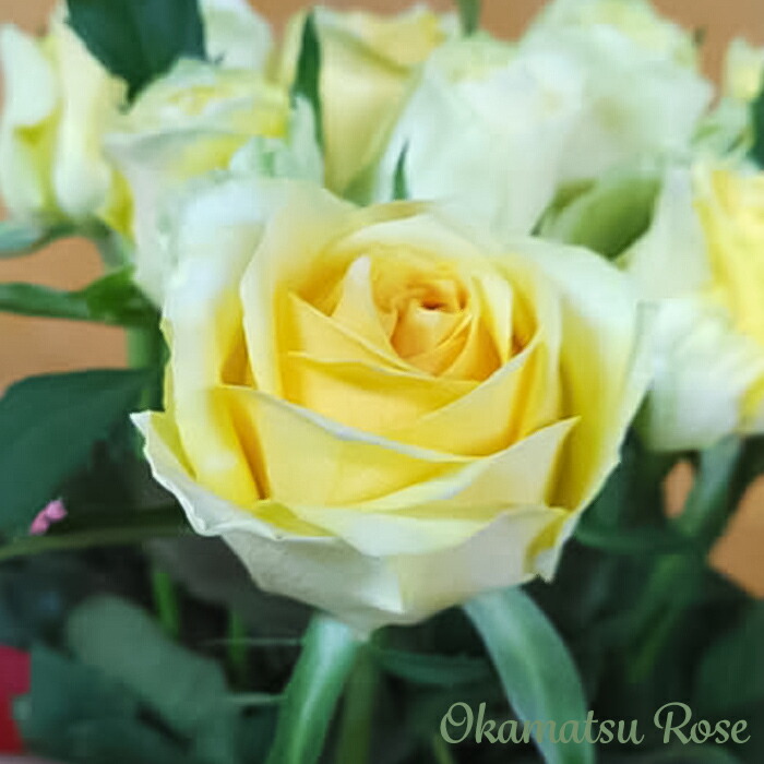 楽天市場】予約販売 バラ苗 バラ新苗 白鳥 契約品種 薔薇 ばら 国産苗