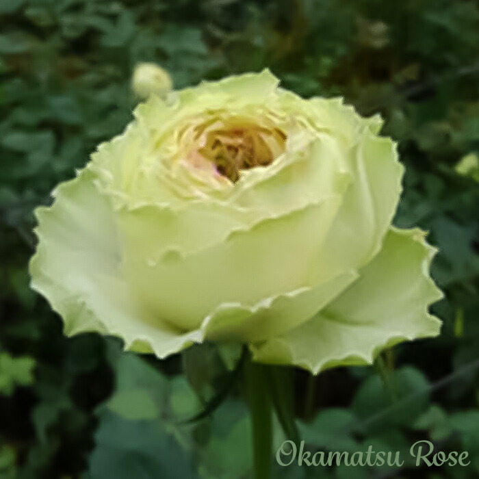 楽天市場】予約販売 バラ 苗 バラ 新苗 禅ローズ わたらせ 薔薇 ばら