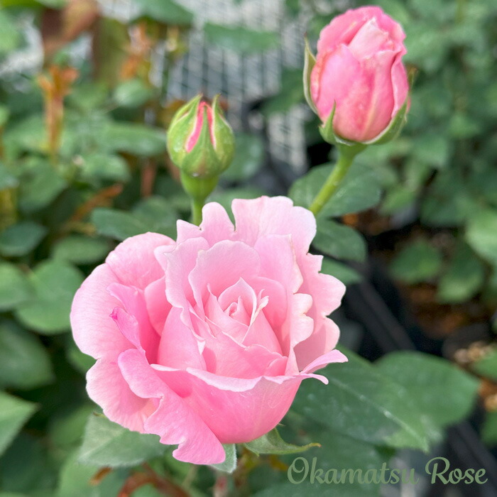 楽天市場】予約販売 バラ苗 バラ新苗 カフェスル 契約品種 薔薇 ばら