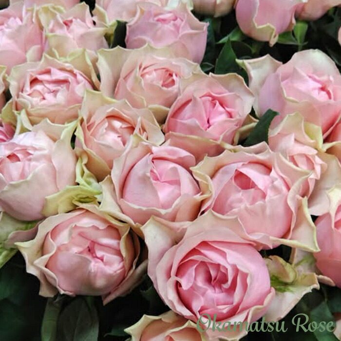 楽天市場】【まもなく締め切り】予約販売 バラ 苗 バラ 新苗 つるバラ