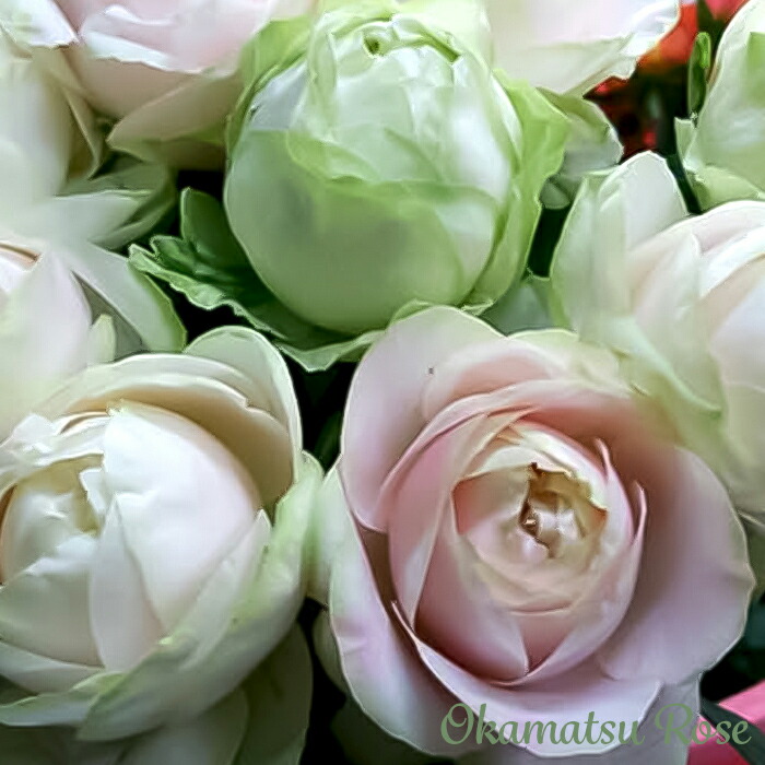 楽天市場】予約販売 バラ苗 バラ新苗 もこもこ 契約品種 薔薇 ばら