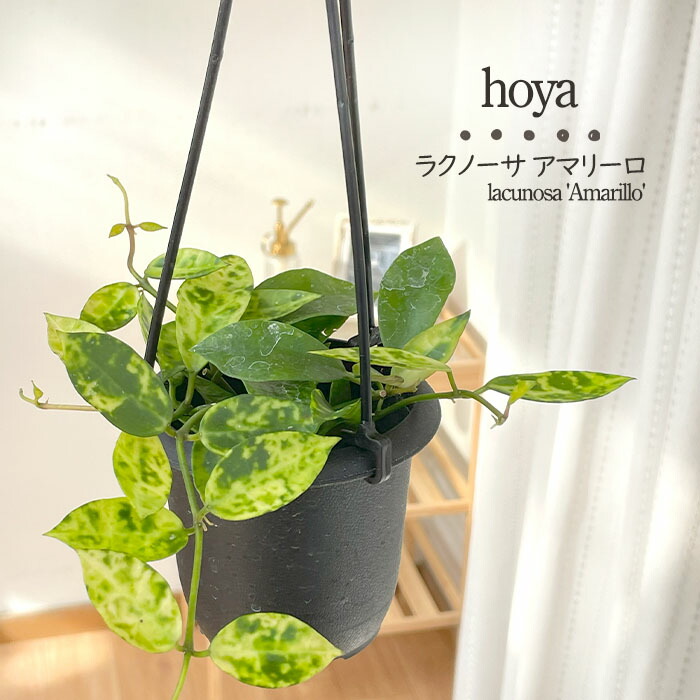 楽天市場】観葉植物 ホヤ ラクノーサ ミントコイン 3号 吊り鉢