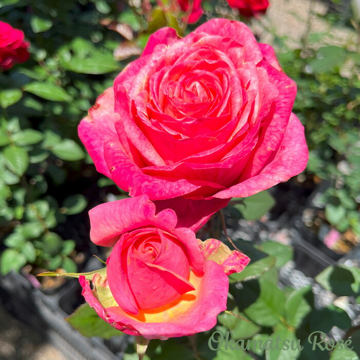 楽天市場】予約販売 バラ苗 バラ大苗 エマ 薔薇 ばら 送料無料 ローズ