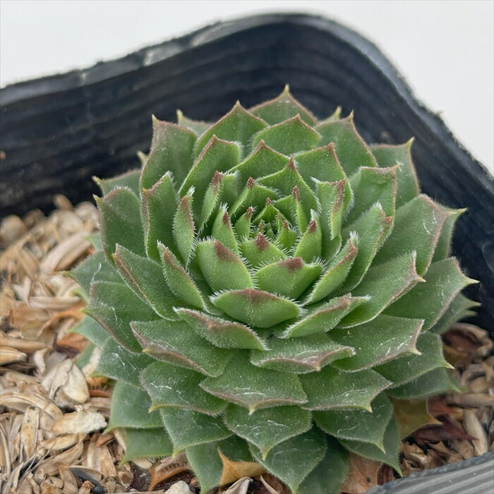 センペルビウム ★Plum Pie★根付き♪ センペルビウム ☆Plum Pie☆根付き♪