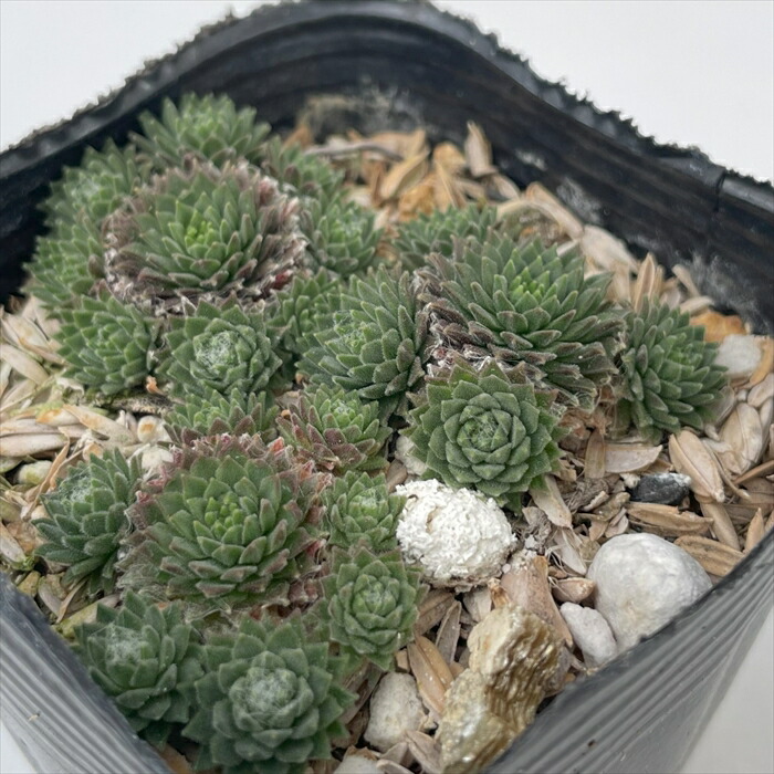 楽天市場】多肉植物 sfセンペルビウム アラクノイデウム コブウェブ