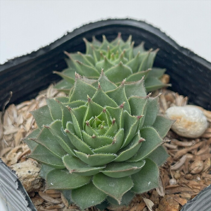 楽天市場】多肉植物 sfセンペルビウム パシフィックレッドローズ 7.5cm