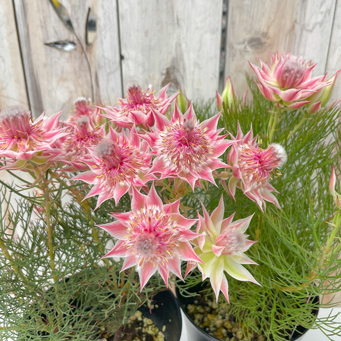 楽天市場】キングプロテア リトルプリンス 6号鉢 送料無料 オージー