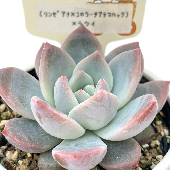 楽天市場】多肉植物 oriミックスベリア No.034 風の花 多肉植物 お