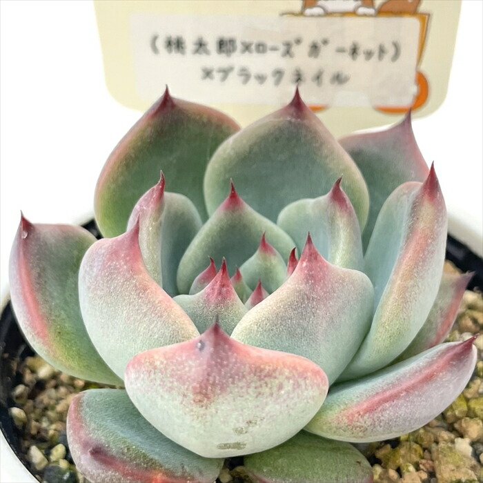 楽天市場】多肉植物 plkエケベリア セプテンバーモーン×ブラックサバス