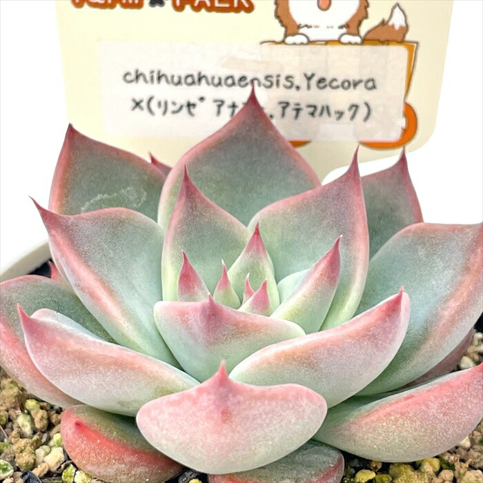 13.【札付き】コロラータ×リンゼアナ 錦玉園 多肉植物 エケベリア 13.【札付き】コロラータ×リンゼアナ 錦玉園 多肉植物