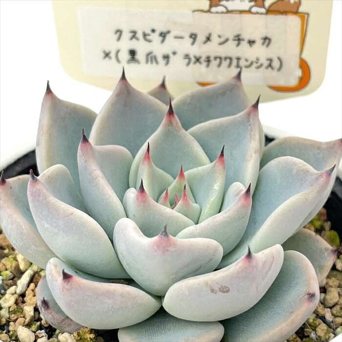 楽天市場】多肉植物 plkエケベリア ブラックサバス×メンチャカ