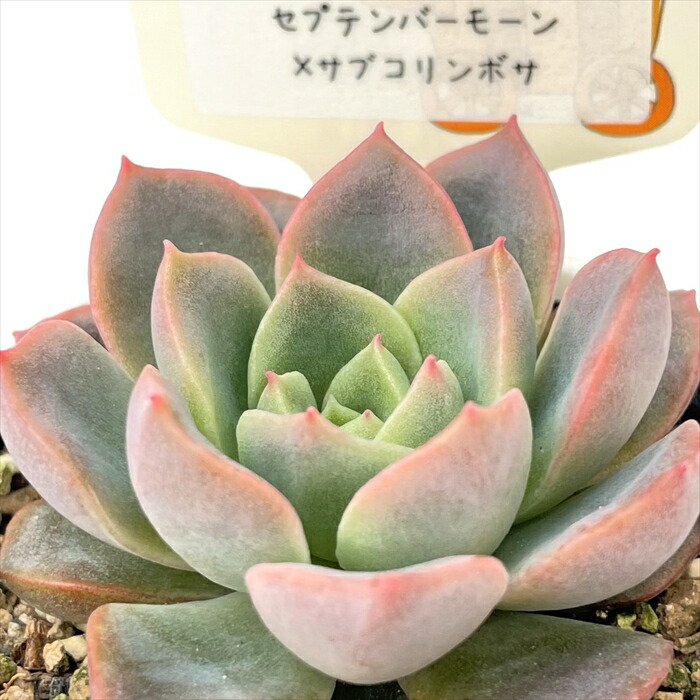 楽天市場】予約販売 多肉植物 PAL nae セレクション No.014