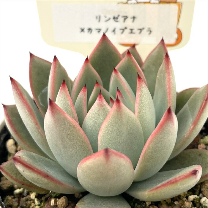 葉挿し苗✨コロラータデザートハーモニー✨ 葉挿し苗✨コロラータデザートハーモニー✨ コロラータ デザート