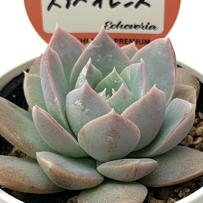 楽天市場】多肉植物 セダム 乙女心 7.5cmポット 柏屋商店さん 観葉植物