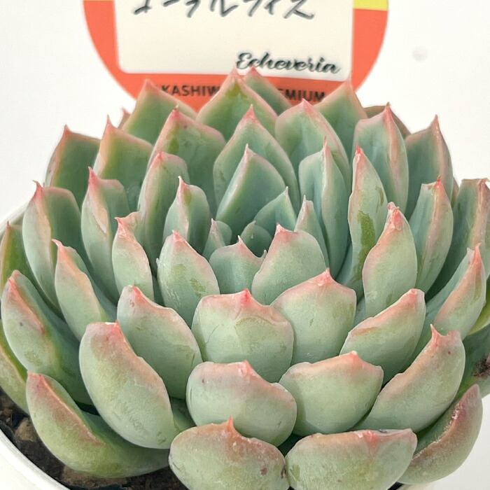 楽天市場】多肉植物 skエケベリア ハニー 多肉植物 エケベリア 楽天市場】多肉植物 skエケベリア ハニー 多肉植物 エケベリア