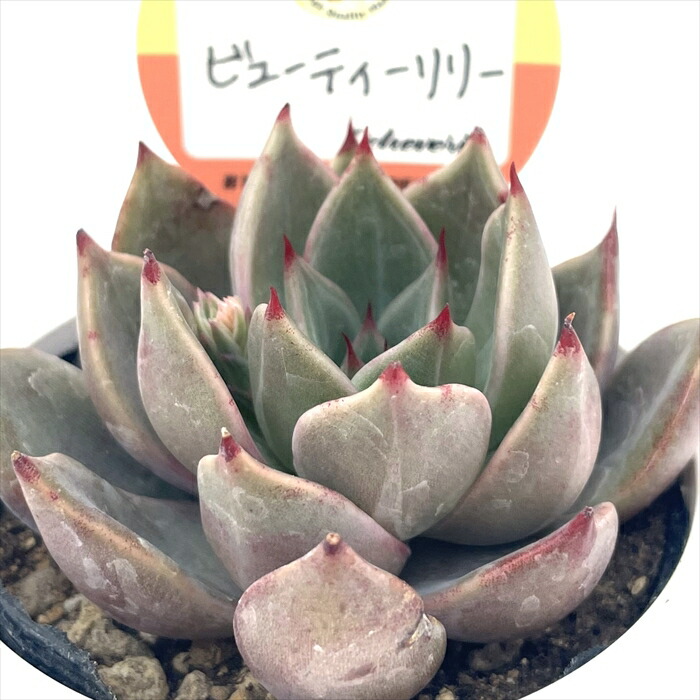 simijimi苗　赤札　リンゼアナ（二瓶） simijimi苗 赤札 リンゼアナ（二瓶） リンゼアナ