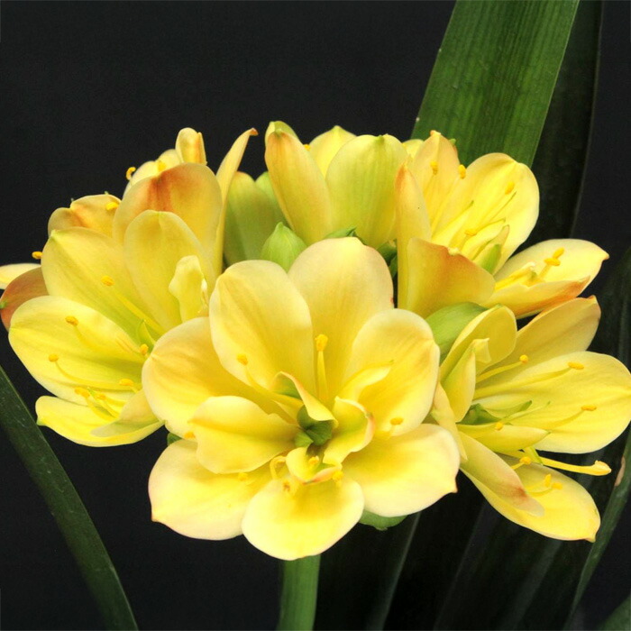 楽天市場】（花終わり）【現品発送】斑入りクンシラン(君子蘭