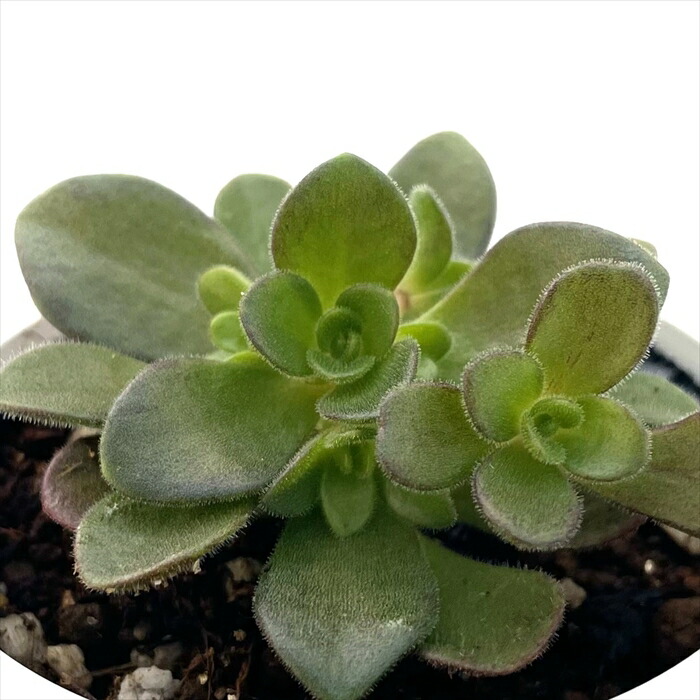 11 #多肉植物アエオニウム ❤️スミッチ一❤️1大頭19cm カット苗 楽天市場】多肉植物：アエオニウム スミッチー*幅12cm : 遊恵盆栽 楽天