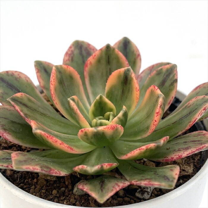 楽天市場】多肉植物：アエオニウム スミッチー*幅12cm : 遊恵盆栽 楽天