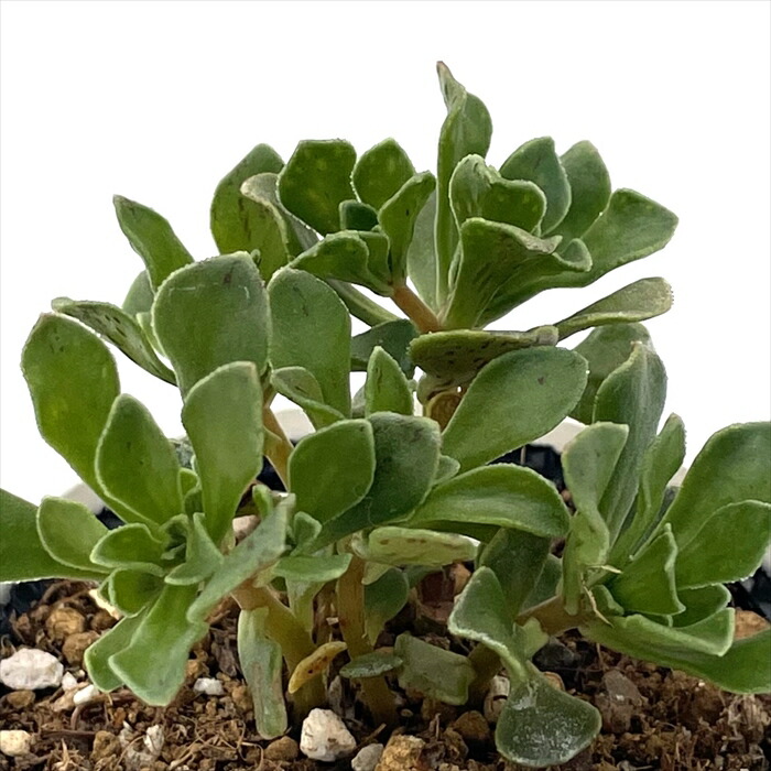 ☆多肉植物☆アエオニウム 姫明鏡 錦 斑入り 多肉植物：アエオニウム