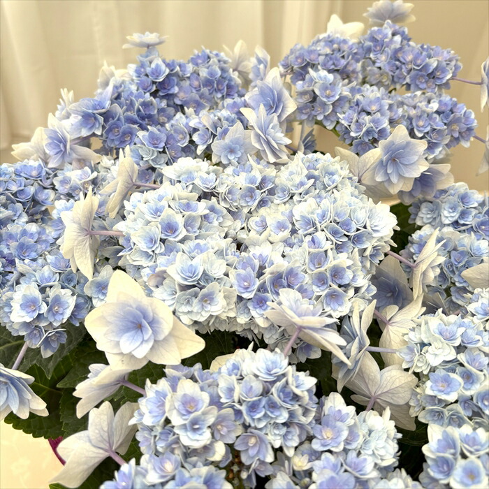 楽天市場】【まもなく締め切り】 予約販売 アジサイ クレイジー