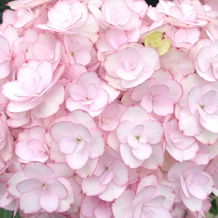 楽天市場】【まもなく締め切り】 予約販売 アジサイ フェアリー