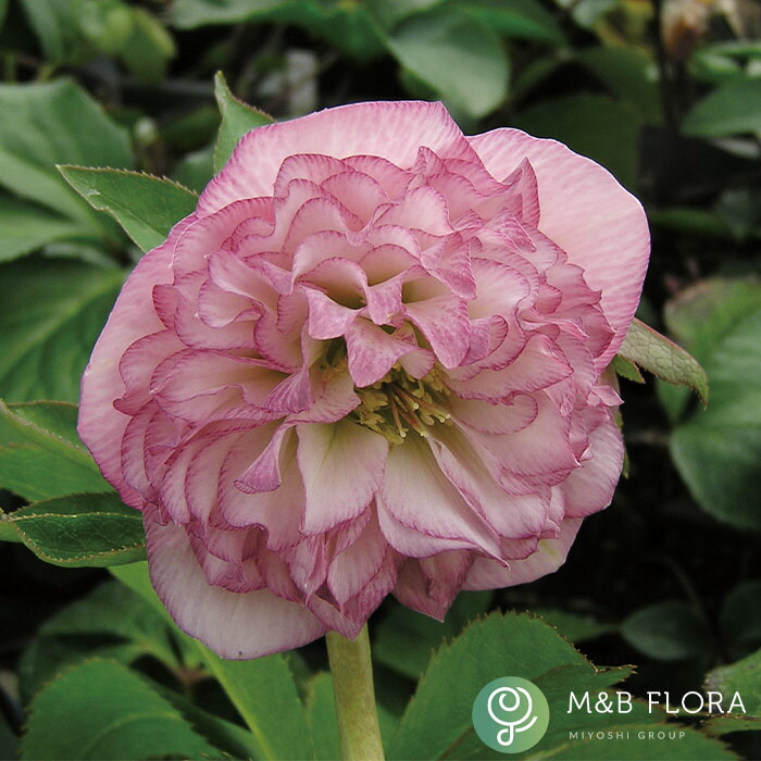 【大和園】クリスマスローズ　グリーンパステリッシュストレイン株分け 楽天市場】予約販売 クリスマスローズ苗 パステリッシュストレイン