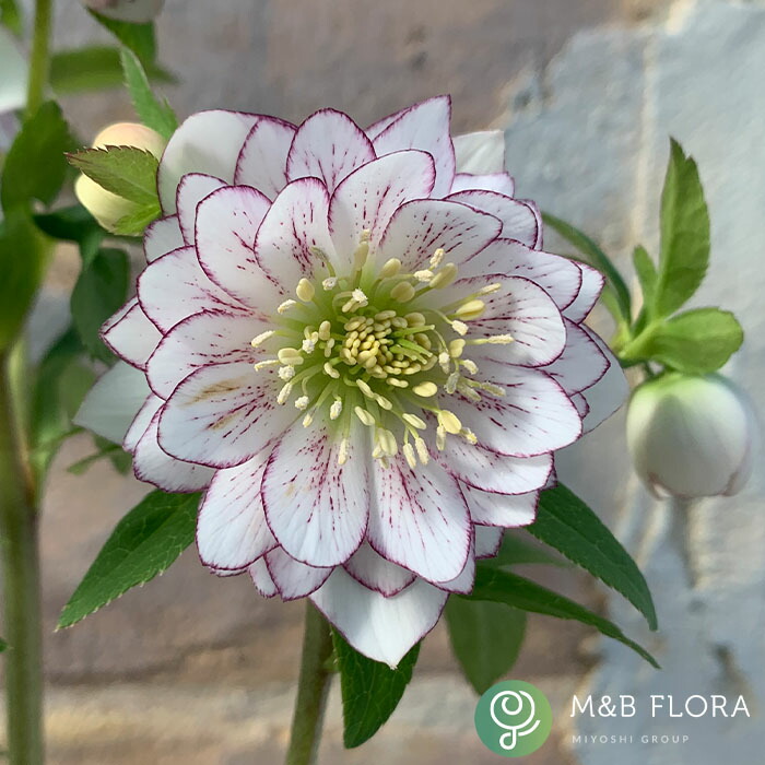 楽天市場】クリスマスローズ苗 プチドール沙羅 9cmポット 横山園芸