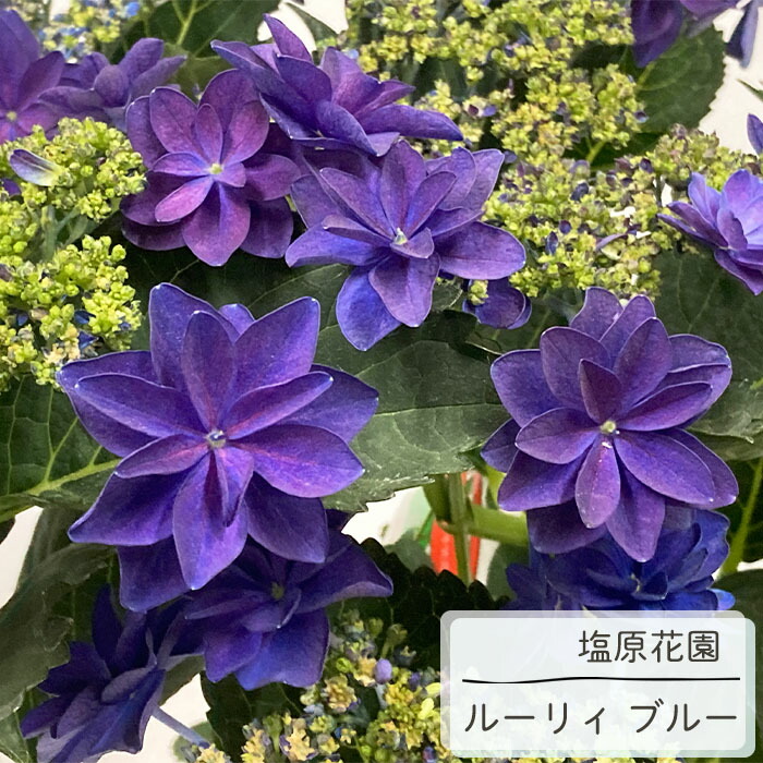 楽天市場】【まもなく締め切り】 予約販売 アジサイ 風花雪月