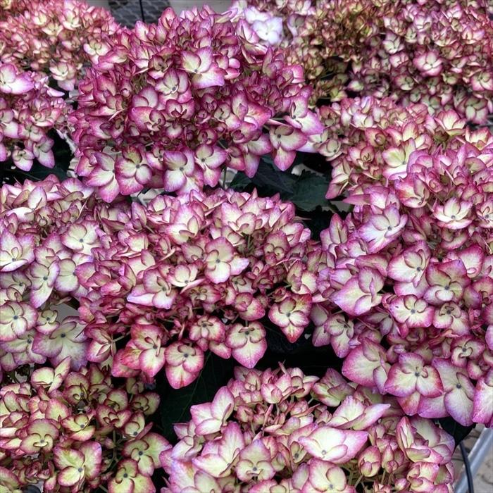 楽天市場】アジサイ クレイジーテンシアブルー 10.5cmポット